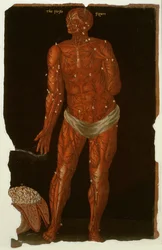 Ms Hunter 364 Table XI Dissection, de Anatomical Tables, par John Banister